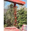 گل رز رونده مصنوعی